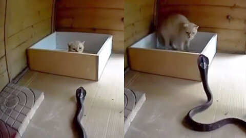cat versus dangerous animals