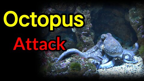 Octopus Killing a Large Mantis Shrimp