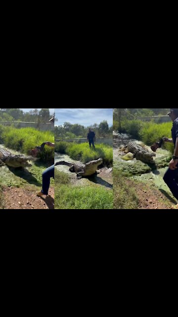 Feeding the crocodile. Crocodile 🐊 Video