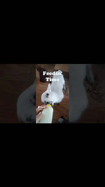 Bottle Baby Lamb Feedin' Time