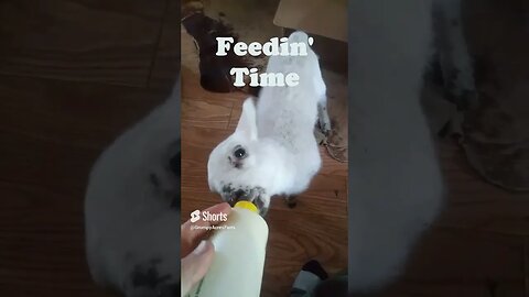 Bottle Baby Lamb Feedin' Time