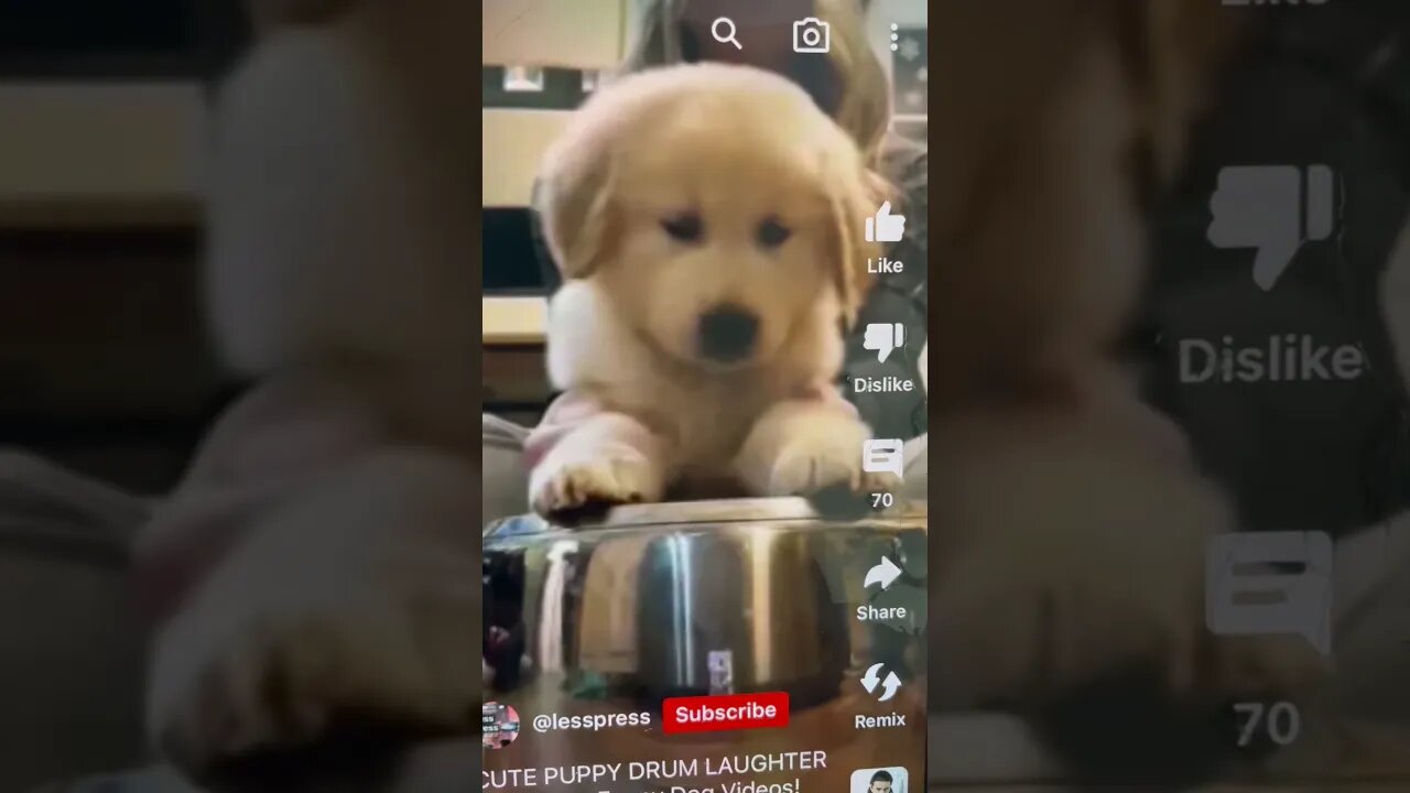 Dogs doing cute things #2023 #cutedogs #animals #thedodo