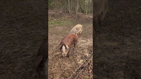 My pigs are talking to me @UncleTimsFarm #kärnəvór