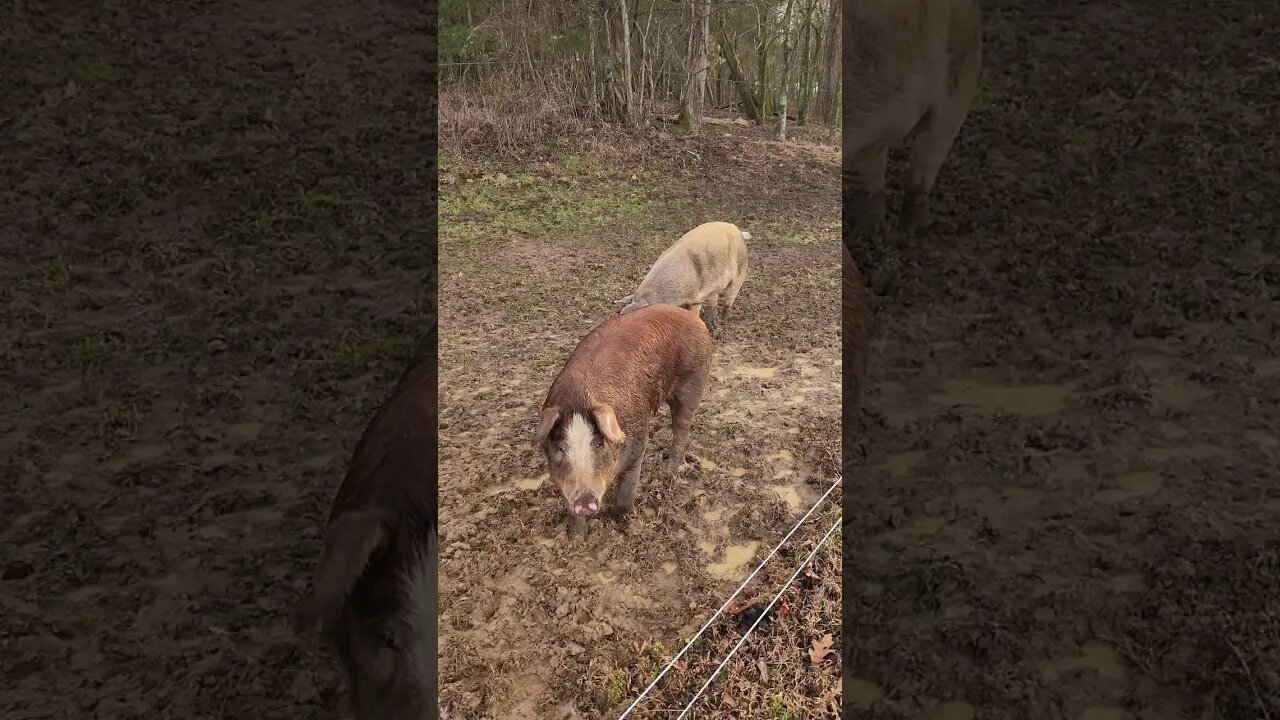 My pigs are talking to me @UncleTimsFarm #kärnəvór