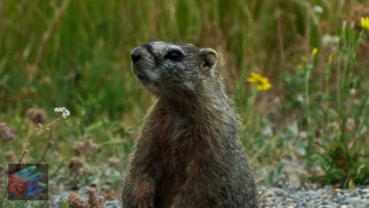 Yellowstone Park Flowers August 1, 2024