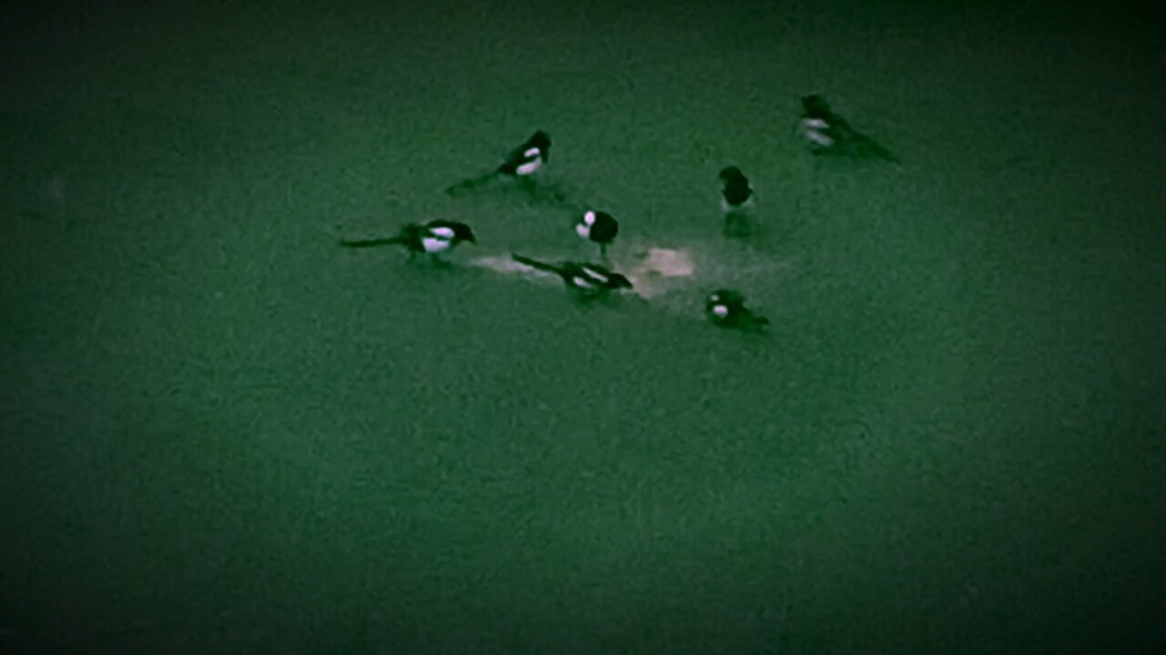 Magpies Musical Breakfast