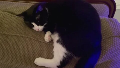 Cat Purrs for 30 minutes - Purrfect for a nap!