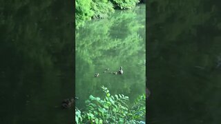 Mother Duck With Her Babies