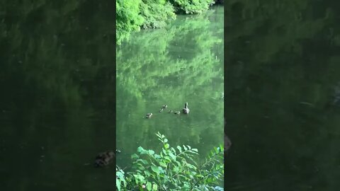 Mother Duck With Her Babies