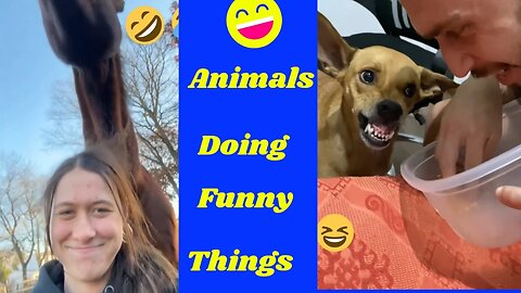 Funny animals 😄hub,funny animals club youtube, 🤣, funny animals dancing 💃😄, funny animals fighting 😄