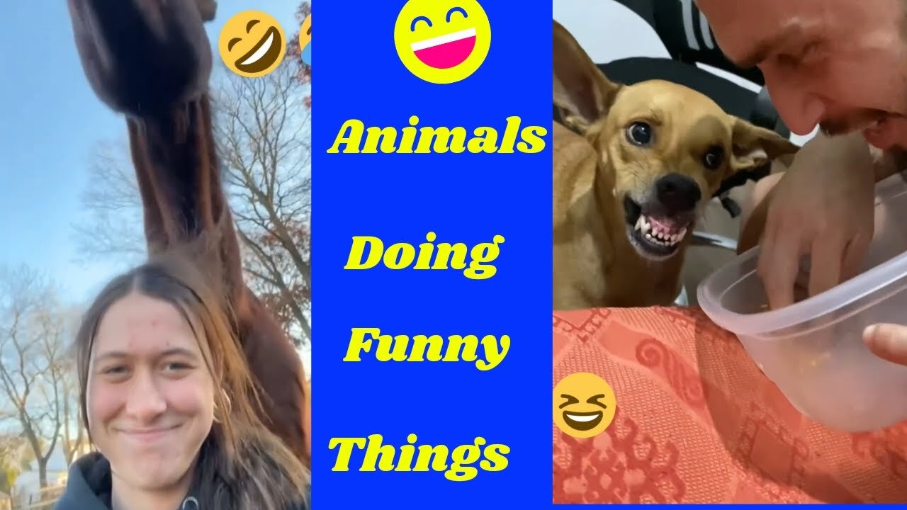 Funny animals 😄hub,funny animals club youtube, 🤣, funny animals dancing 💃😄, funny animals fighting 😄