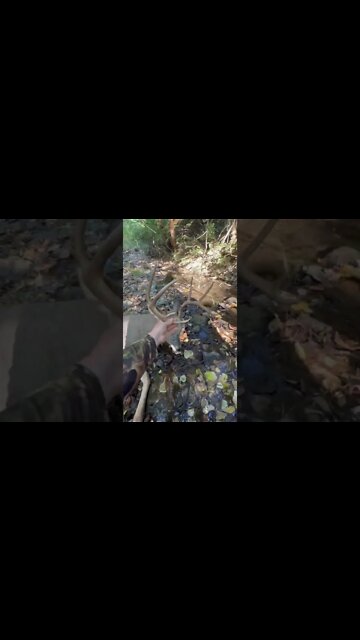 “Baby Brow 8” Is Down! Tagged Out In Missouri!