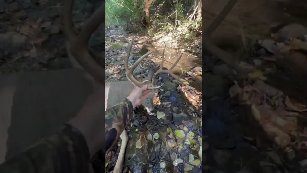 “Baby Brow 8” Is Down! Tagged Out In Missouri!