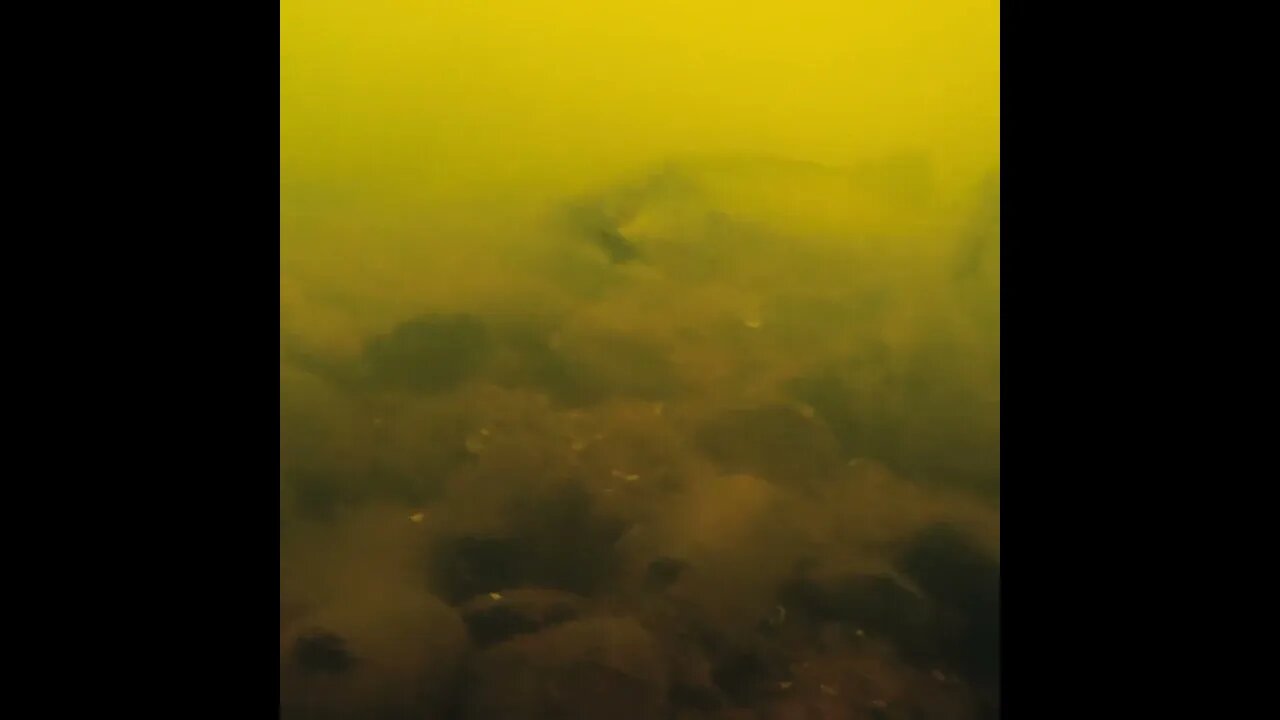 river bass on the camera
