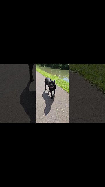 Cane Corso HEEL Game On Point! #shorts #dogtraining