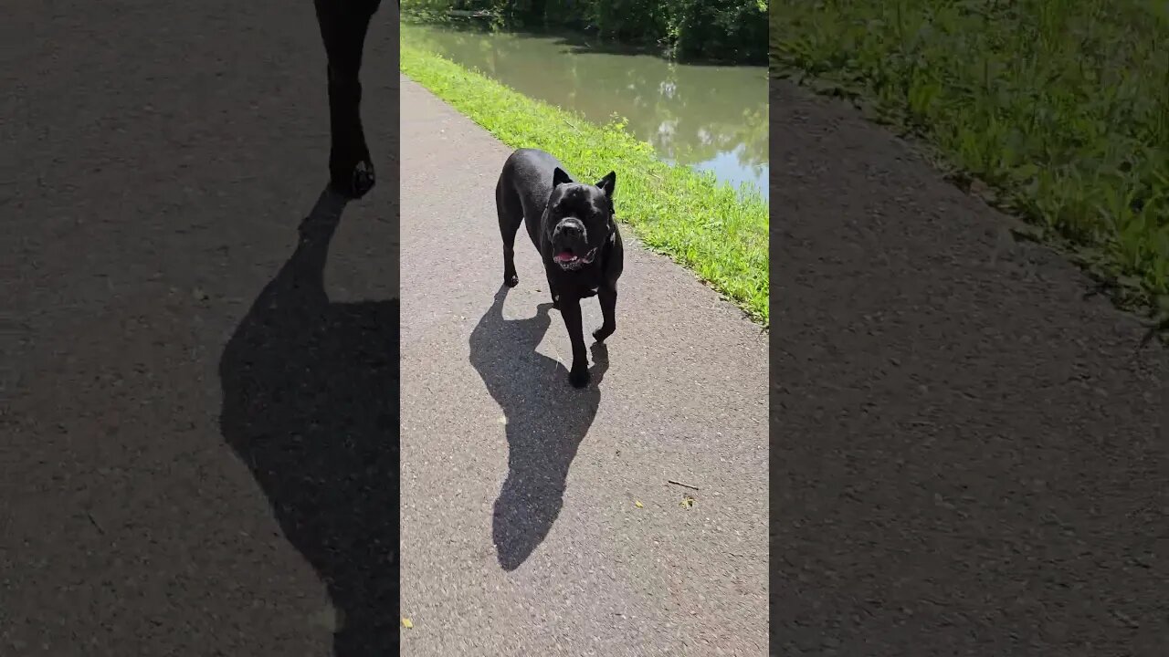 Cane Corso HEEL Game On Point! #shorts #dogtraining