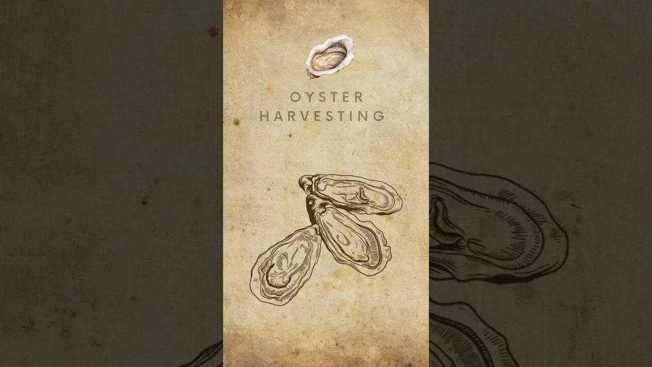 Oyster Harvesting 🦪 #shorts #trending shorts #Viral video