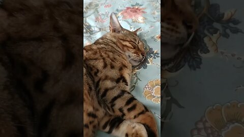 Sunday morning vibes 🌞 #bengalcat