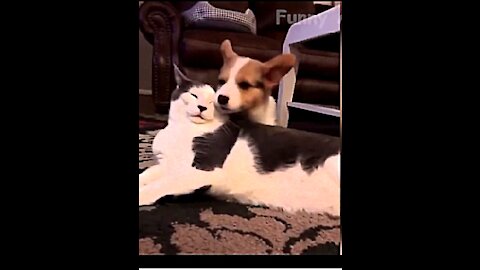 Funny Dog and Cat videos reviews