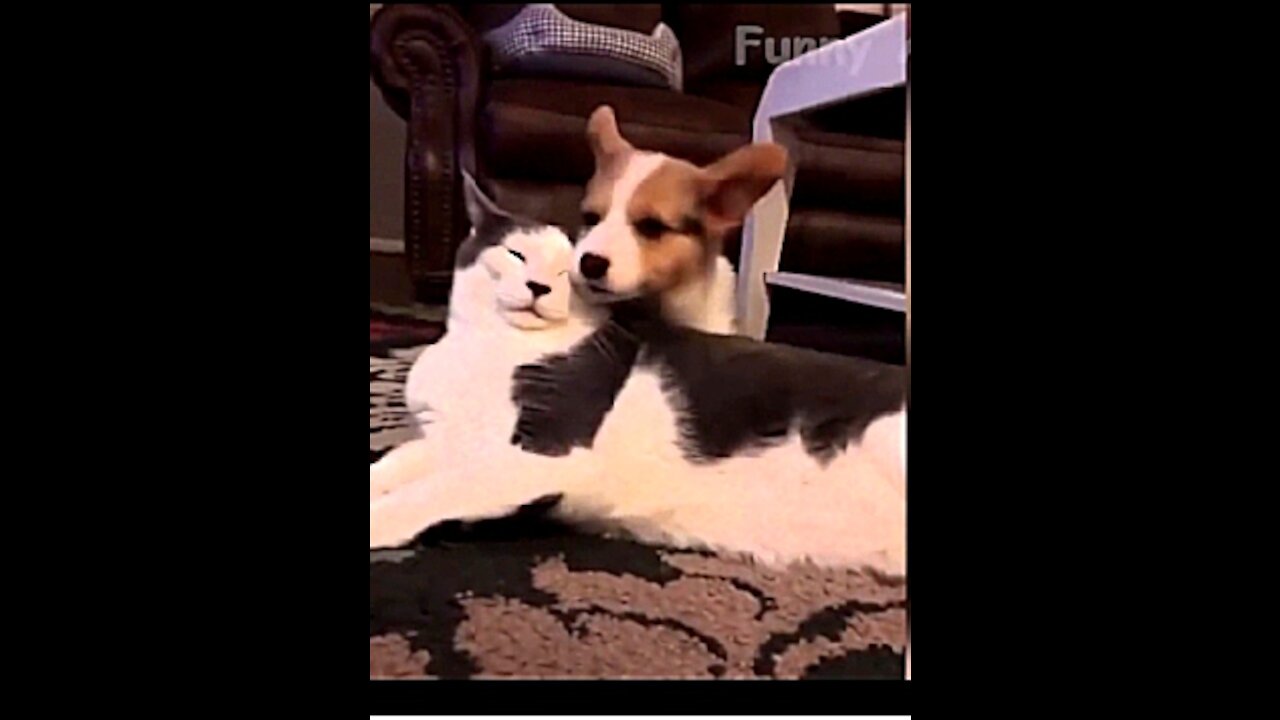 Funny Dog and Cat videos reviews