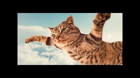 Funny Cat Vines - Short Funny Cats