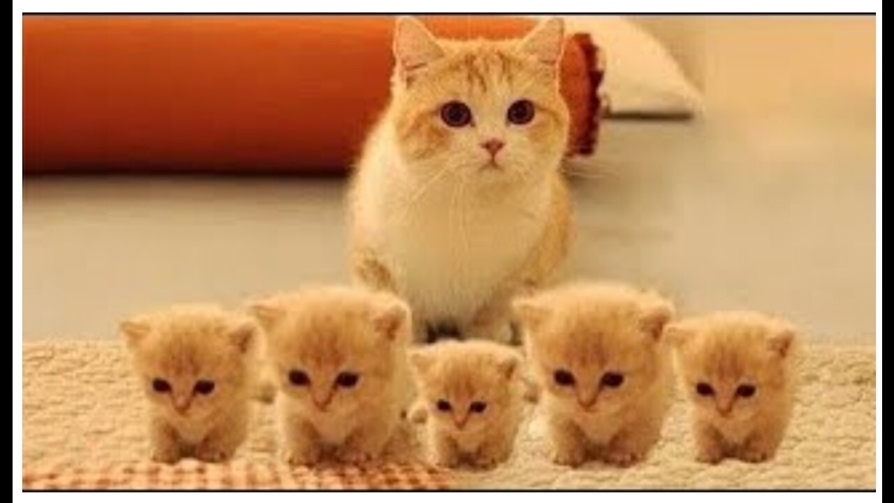 Cat funny vidio , try not to laugh complition , #cat lovers
