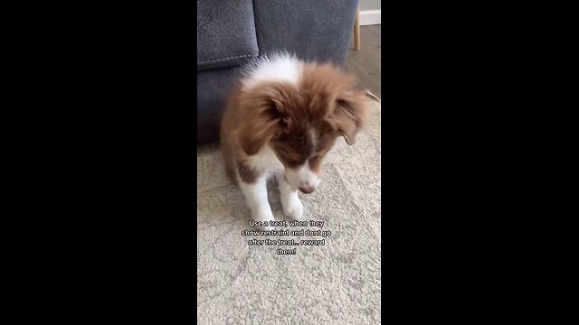 🐶Perfect Dog Training | Best dog training in the world #shorts