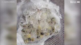 Veja ao pormenor arrepiantes ovos de aranhas saltadoras