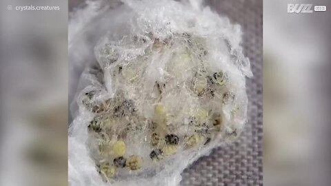 Veja ao pormenor arrepiantes ovos de aranhas saltadoras