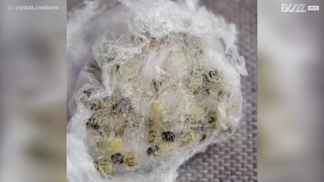 Veja ao pormenor arrepiantes ovos de aranhas saltadoras