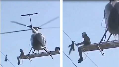 Amazing Bird Rescue in high voltage network