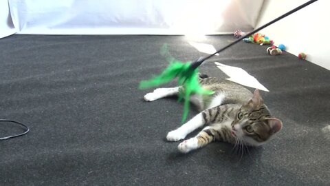 Kitten Is so Tired from Playing that He Doesn't Get Up