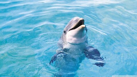 Please see... how man saved dolphins 🦈🦈🙃🙃