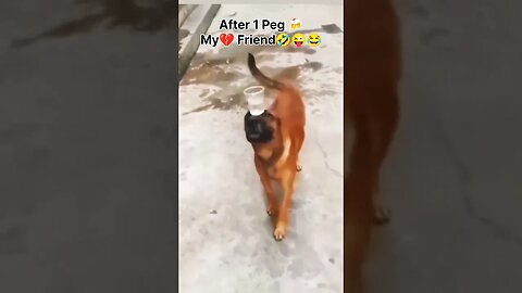 After Drink my Friend Funny#ytshortsvideo #ytshortsindia#animalfunny #jainepal#traveling#thailand