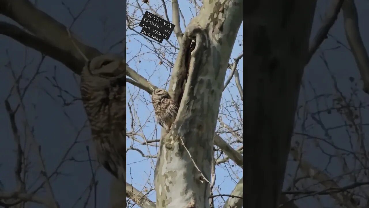 Owl comes out to enjoy the warm day #bassfishing #foryou #kayakbassfishing #coldwater #usa #fishing