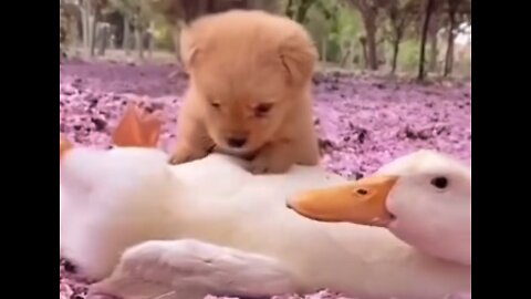 Lovely puppies having fun with their friends