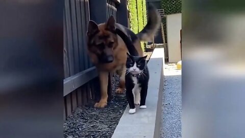 Funny animal videos Funny cats dogs Funny animals 247