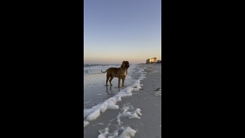 GIANT Pit Bull getting his morning beach adventure in 🦁🏝😍