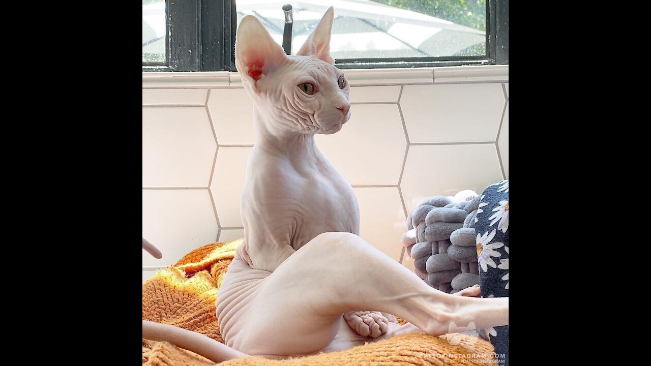 Cats Funny PET