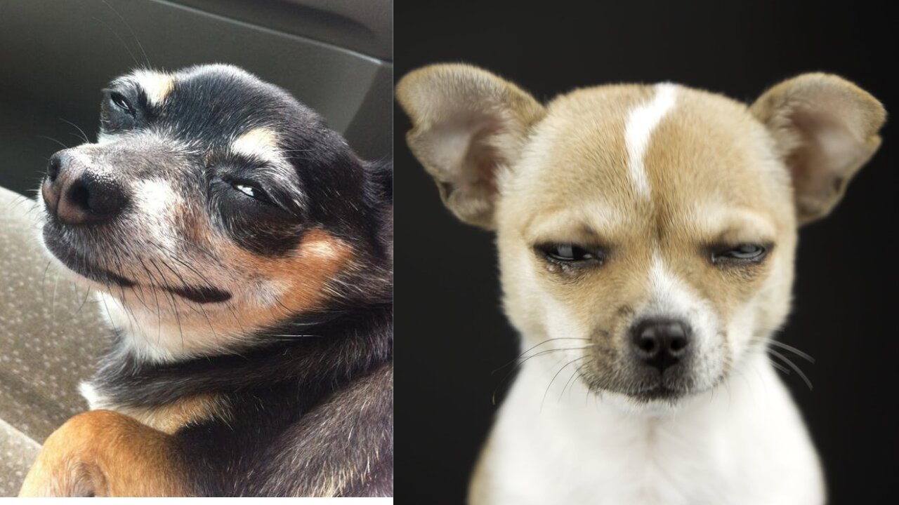 Smart dogs v/s dumb dog Funny 😂😂