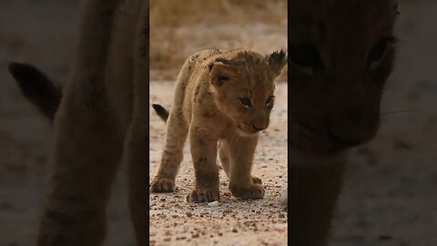 Lion Club playing with a male lions tale #trending #shorts