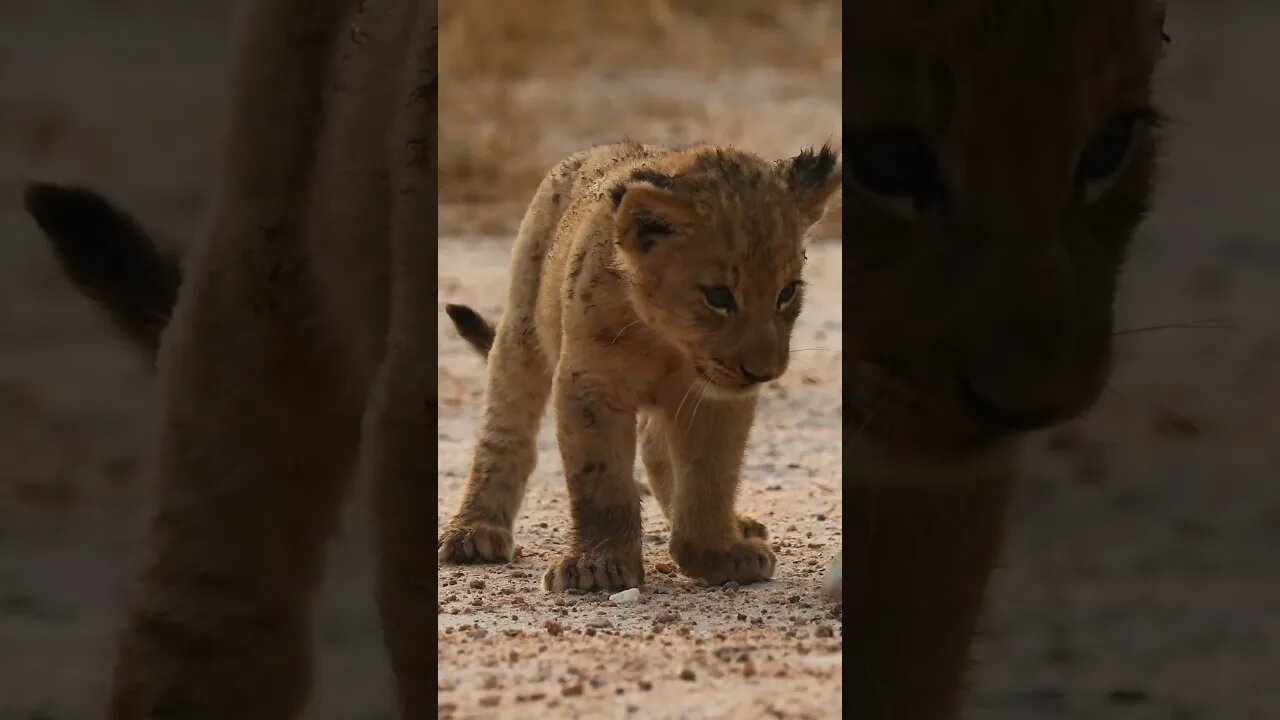 Lion Club playing with a male lions tale #trending #shorts