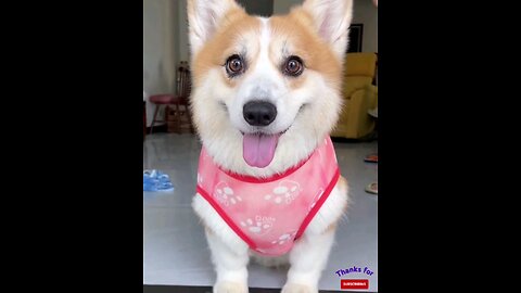 beautiful Smart Dog 🐕 trending video