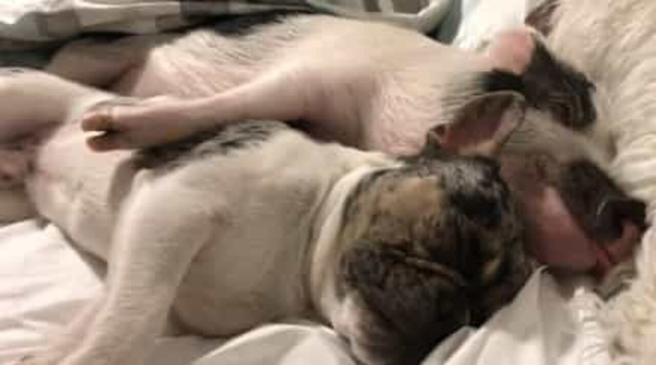 Bulldog og gris putter mens de tager en lur
