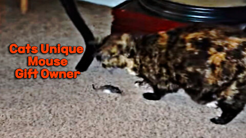 Cat's Unique Mouse Gift Startles Owner