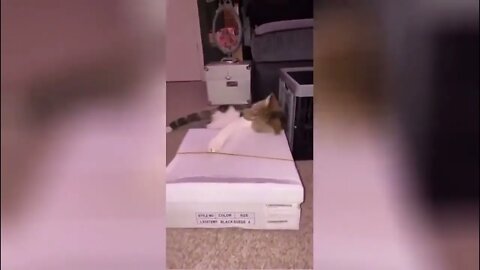 Funny Animal Videos 2022 #10