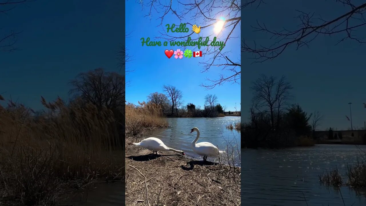 Swans’ Picnic by the Pond on a Sunny Spring Day ❤️🌸🍀🇨🇦