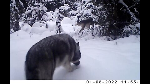 An Intersection in a Small Muskeg, Winter 2022