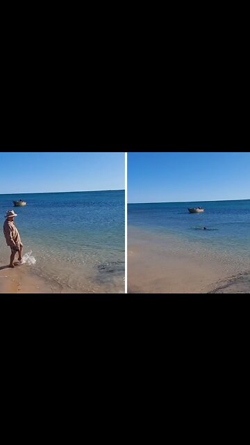 Shark swims insanely close to the shore