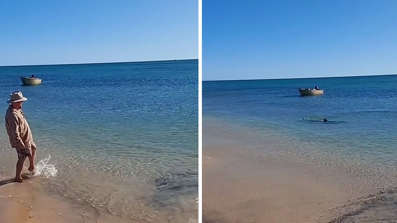 Shark swims insanely close to the shore